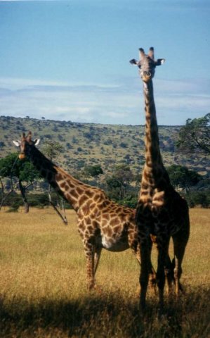 masai_mara_giraffe.jpg