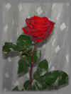 Rose-1.jpg (54992 Byte)