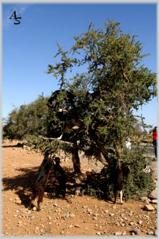 pict7263-a.jpg