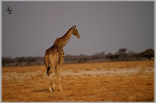 Etosha-Nationalpark