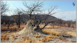 Namibia 2012, Damara Mopane Lodge