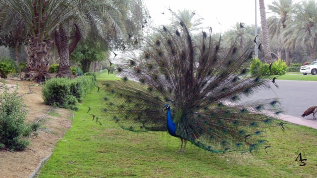 Urlaub 2013 Emirate und Oman