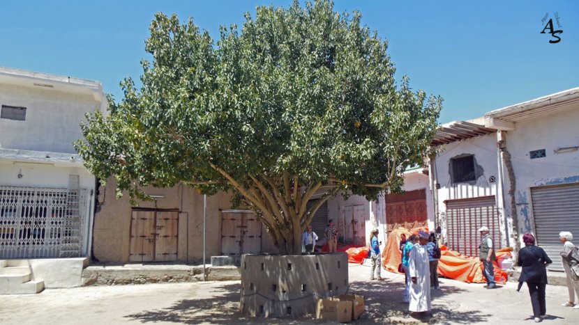 Urlaub 2013 Emirate und Oman