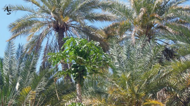 Urlaub 2013 Emirate und Oman