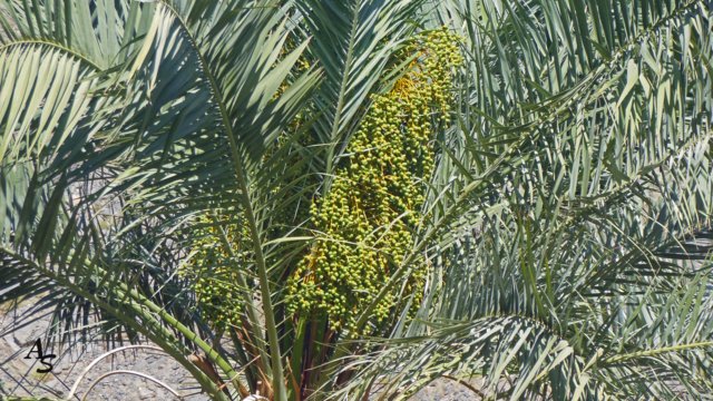 Urlaub 2013 Emirate und Oman