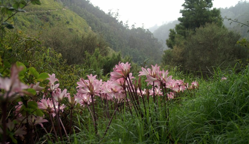 Madeira 2015 