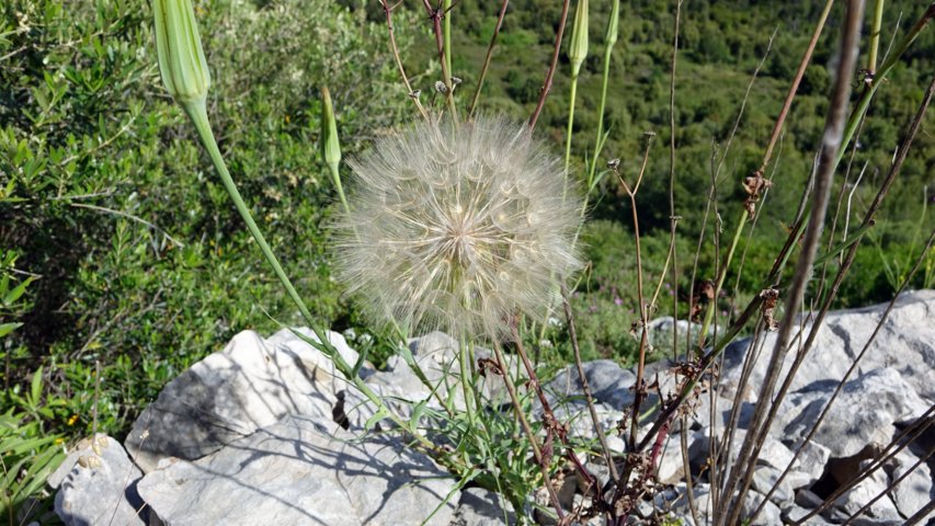 dsc00703-a.jpg
