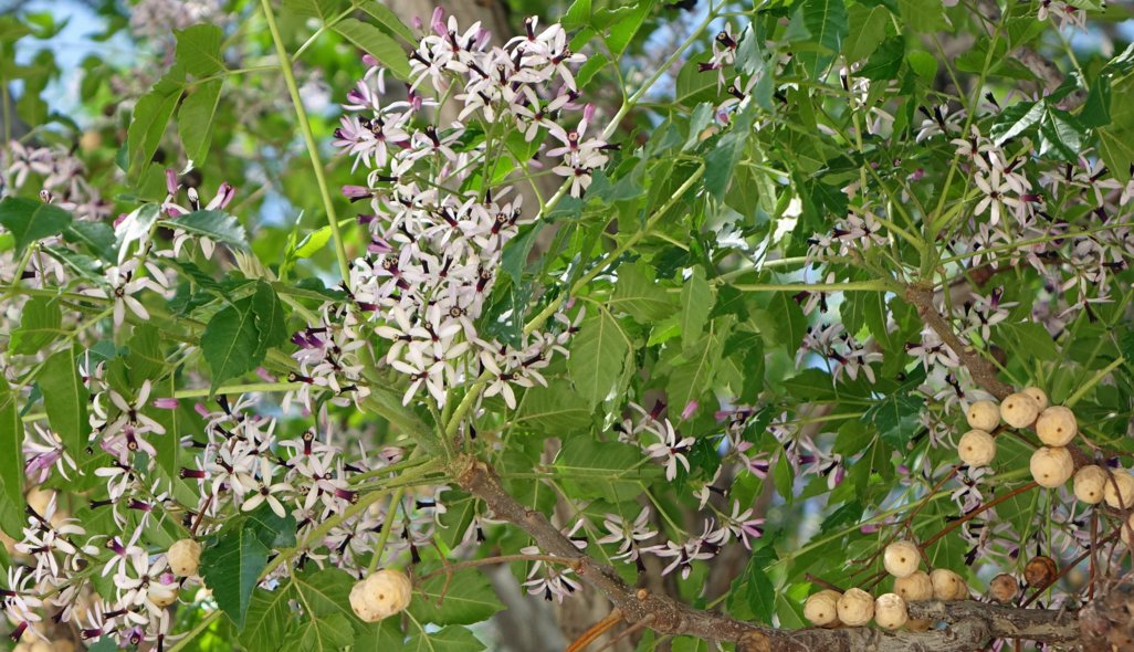 dsc04168-as.jpg