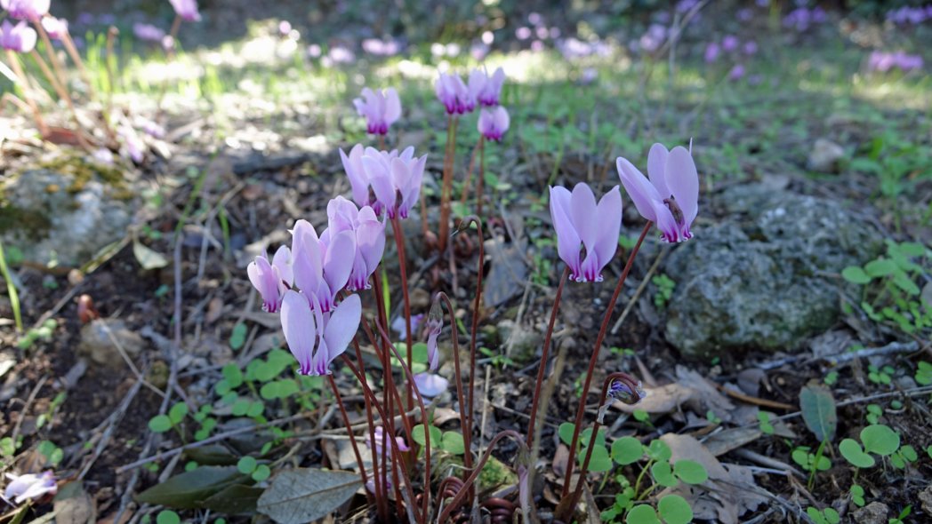 dsc00219-as.jpg