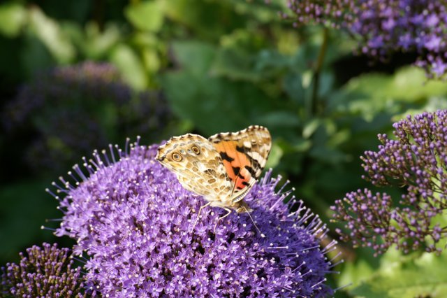 Gartenschau 2006