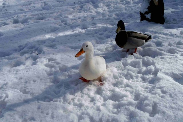 "Schnee"-Enten